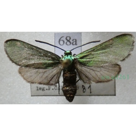 Adscita statices (Linnaeus, 1758) Lśniak szmaragdek Czech68a